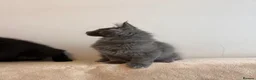 Maine Coon cats for sale:     Stunning Purebred Maine Coon Kitten - Advert 2