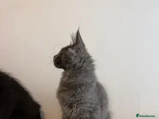 Maine Coon cats Stunning Purebred Maine Coon Kitten - Advert 1