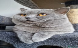 British Shorthair cats for stud: GCCF Active BLUE BOY for stud 💙 in Bexleyheath - Image 20