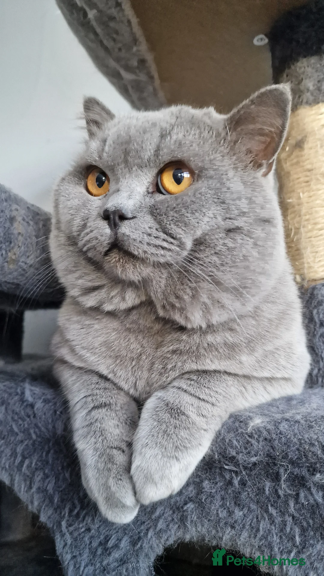 British Shorthair cats for stud: GCCF Active BLUE BOY for stud 💙 in Bexleyheath - Advert 20