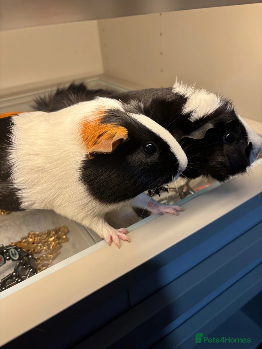 Guinea Pig rodents for sale: bonded guinea pigs for sale - Advert 1
