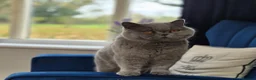 British Shorthair cats for sale: 💙Beautiful GCCF British Blue Adult Female  - Advert 6