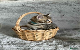 Bengal cats for sale: Stunning bengal kittens for sale to loving home - Image 12