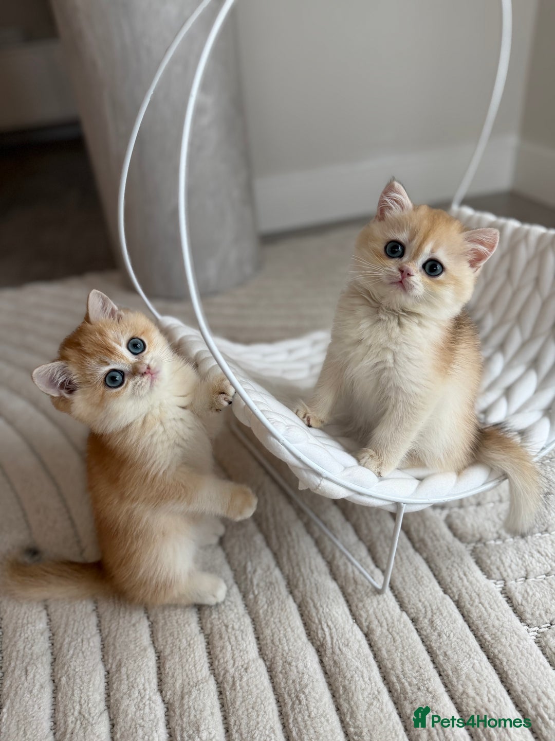 British Shorthair cats for sale: Golden British shorthair kittens - Advert 32