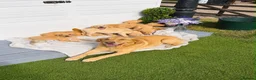 Labrador Retriever dogs for sale: Stunning Labrador puppies  in Dartford - Advert 1