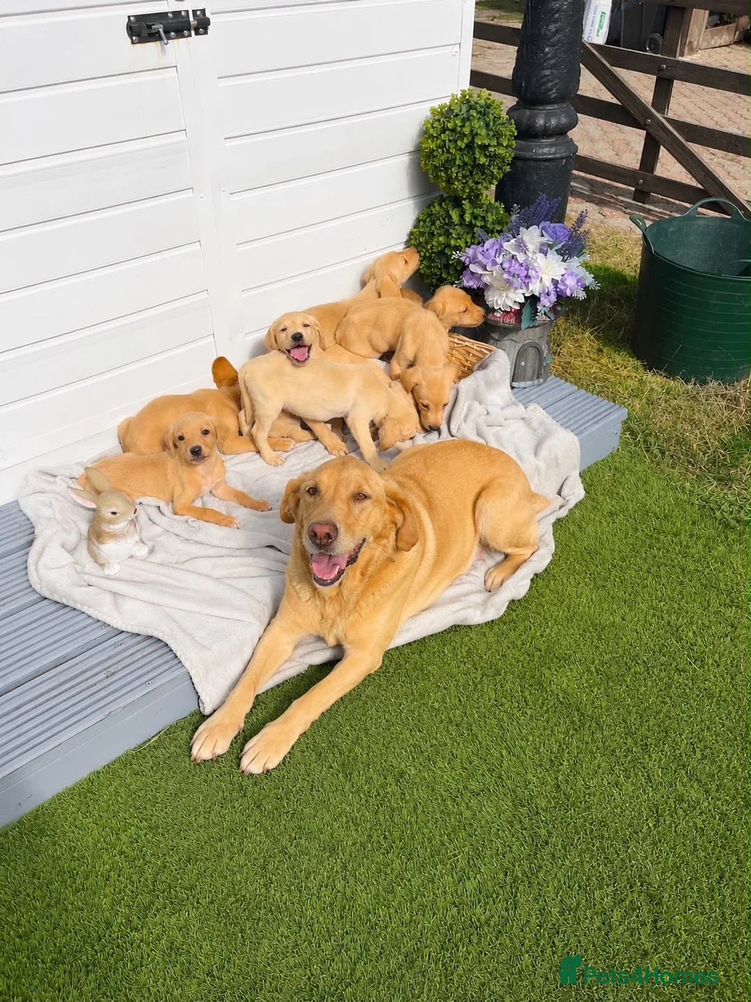 Labrador Retriever dogs for sale: Stunning Labrador puppies  in Dartford - Advert 1