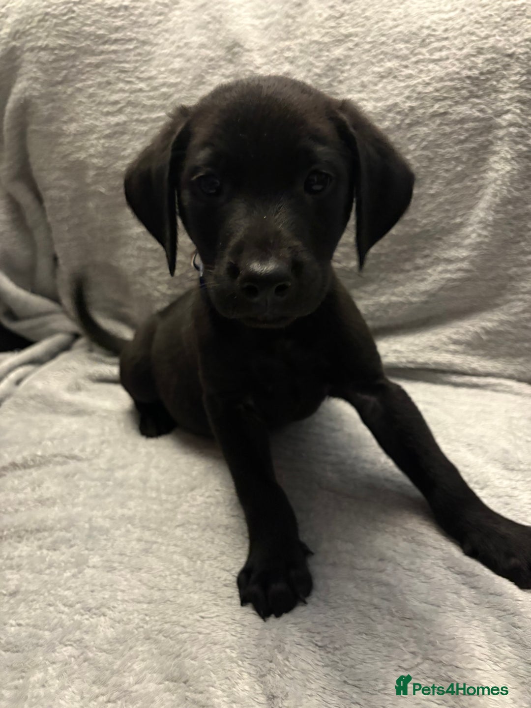 Labrador Retriever dogs for sale: Ready now beautiful Labrador retriever puppies - Image 24