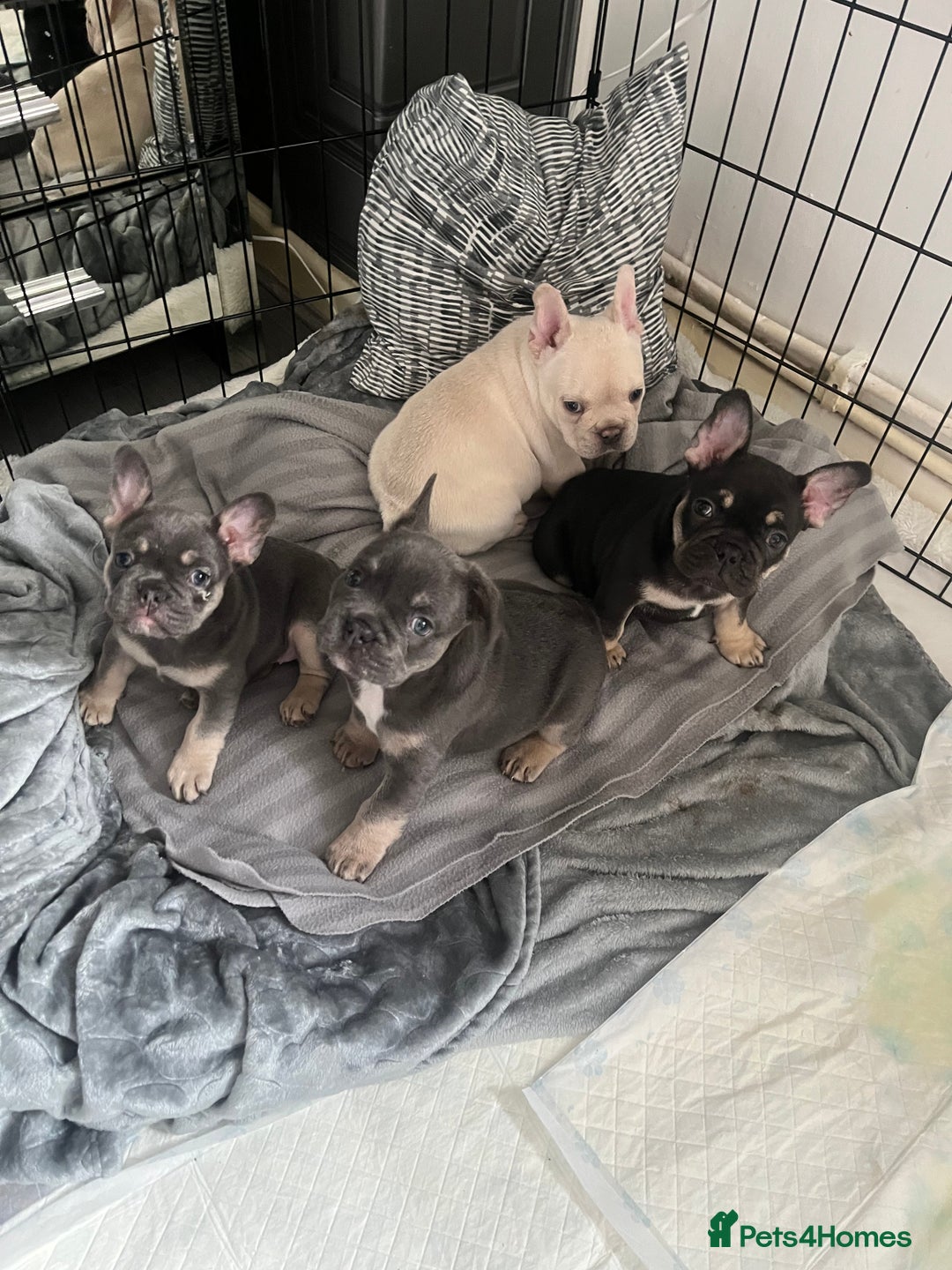 French Bulldog dogs for sale: London’s French Bulldog Puppies 🏴󠁧󠁢󠁥󠁮󠁧󠁿 - Advert 4