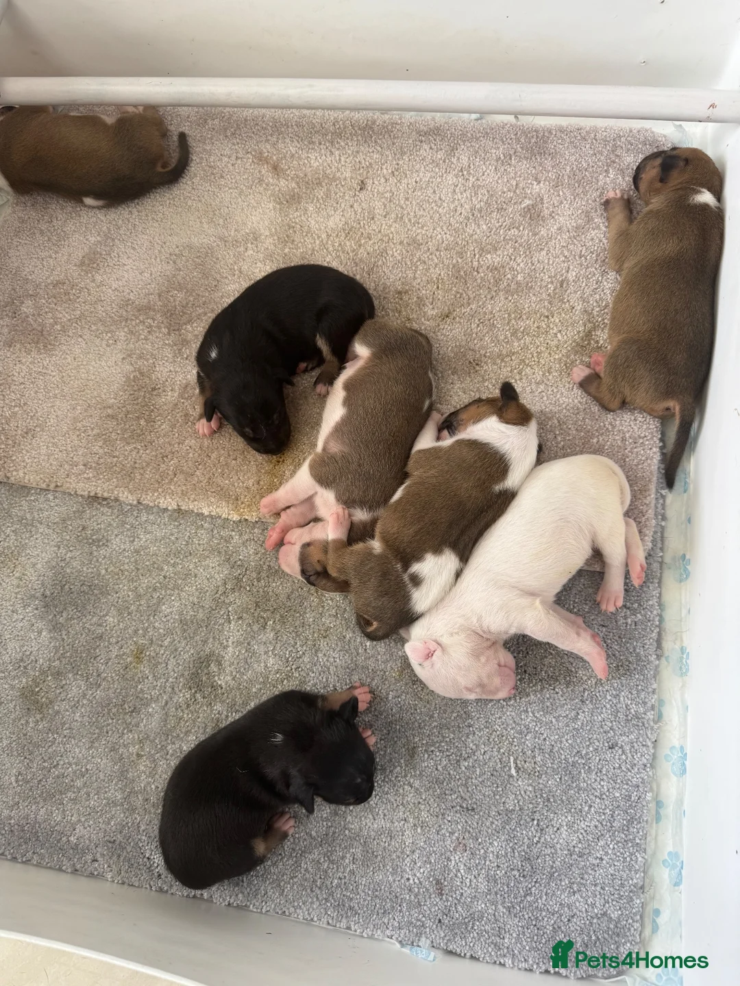 English Bull Terrier dogs for sale: Kc English bull terrier puppies  in Tredegar - Advert 16