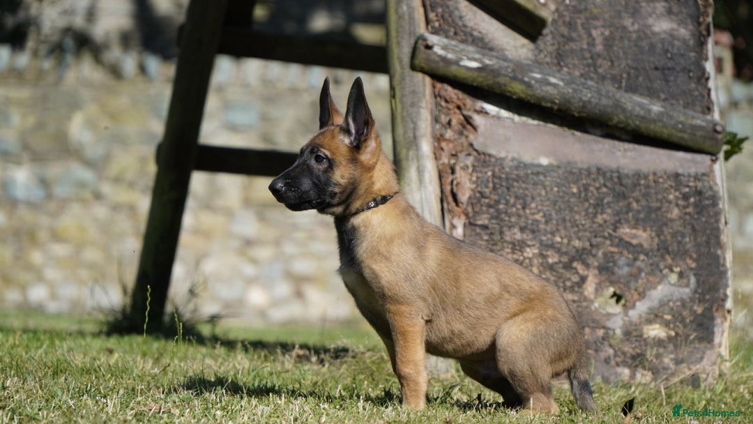 Belgian Shepherd Dog dogs for sale: KC registered Belgian Malinois – Stable,Balanced🐾 - Image 7