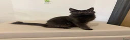 Maine Coon cats for sale: Pedigree GCCF Russian Kazakhstan import line - Advert 14