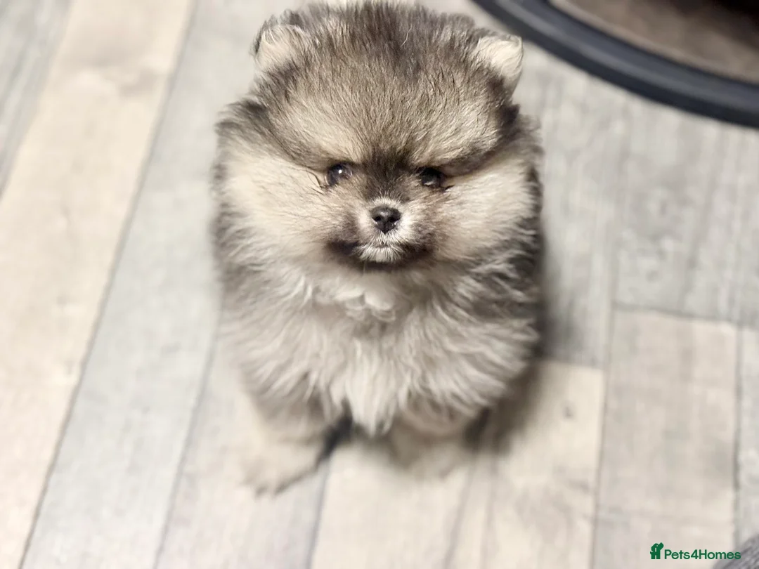 Pomeranian dogs for sale: Stuning Rare Colour Pomeranian Boy - Wolf Sable  - Advert 5
