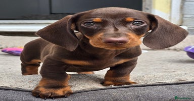 Dachshund dogs in Boston - Advert 6
