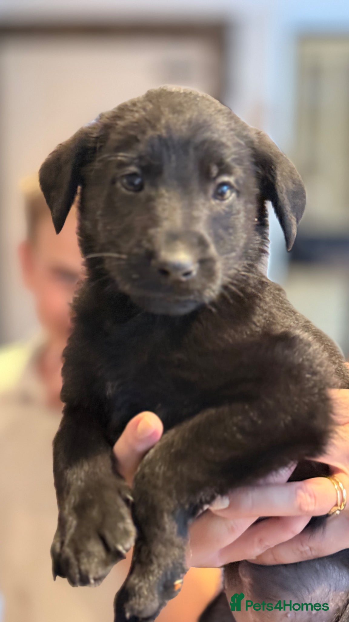 Sheprador dogs Stunning Shepador pups - Advert 1