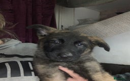 German Shepherd dogs for sale: Beautiful females! - Image 2