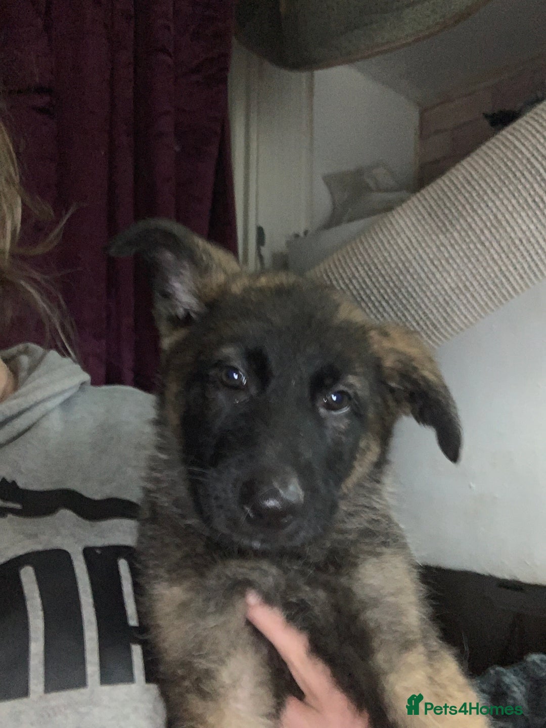 German Shepherd dogs for sale: Beautiful females! - Image 2