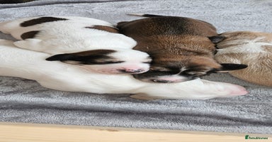 Saluki dogs - Advert 5