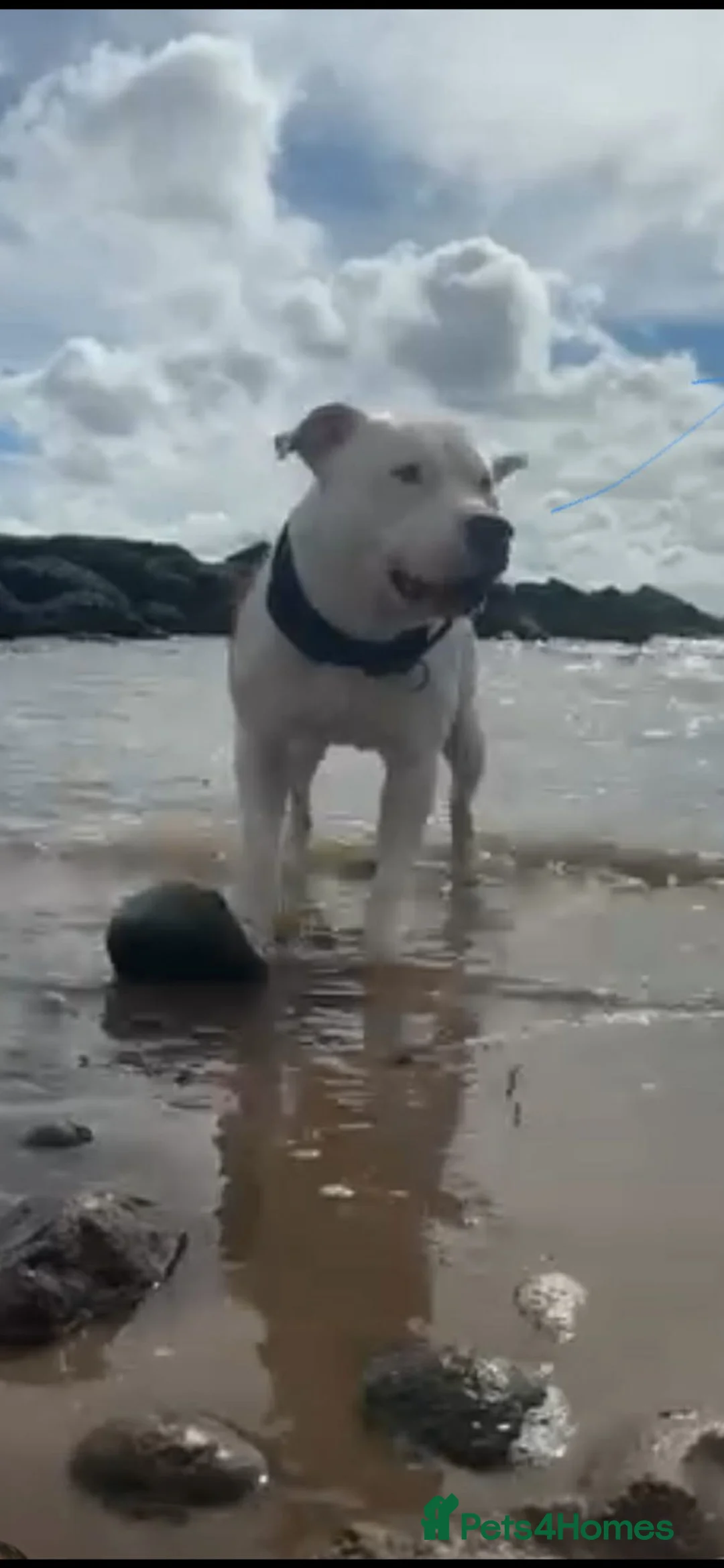 Mixed Breed dogs for sale: For sale my beautiful american bulldog cross - Advert 2