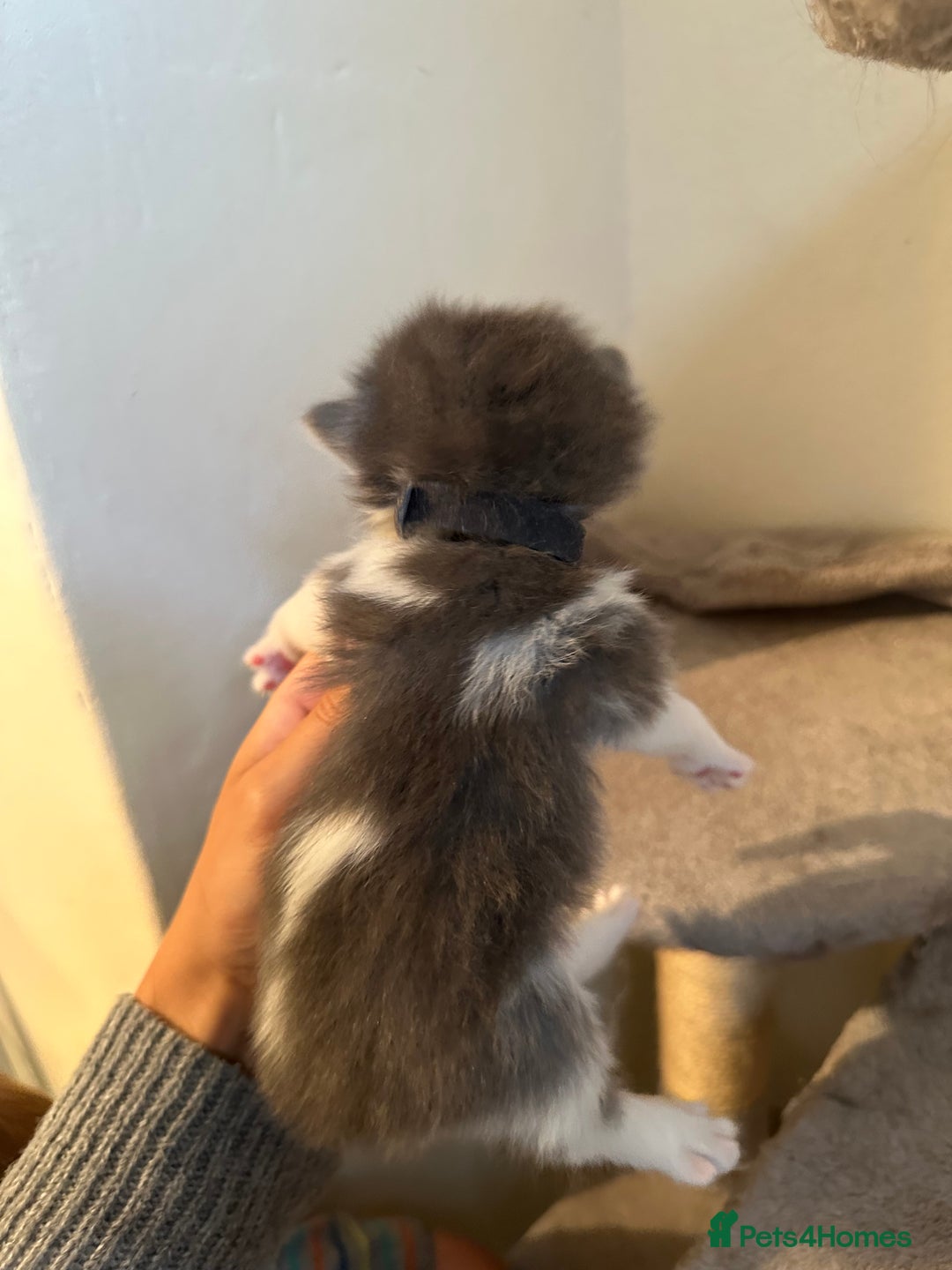 Ragdoll cats for sale: 7 ragdol mix kittens for sale - Image 8