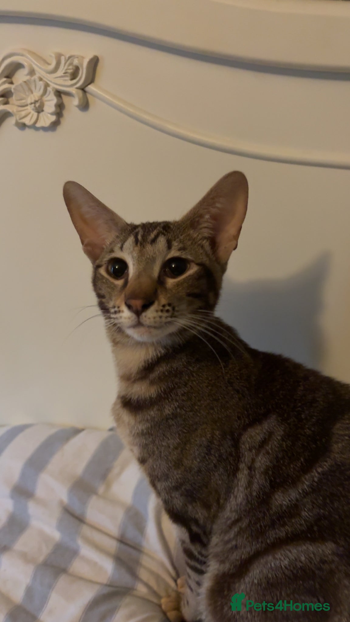 Mixed Breed cats Female  - Advert 18