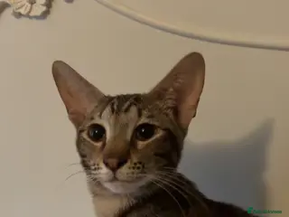 Mixed Breed cats Female - Advert 18