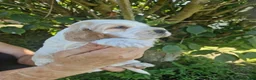 Cocker Spaniel dogs for sale: SIMPLY UNIQUE KC REG SHOW TYPE COCKER SPANIEL - Advert 4