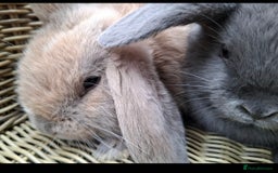 Mini Lop rabbits for sale: Baby mini lops ready to be reserved  - Image 7