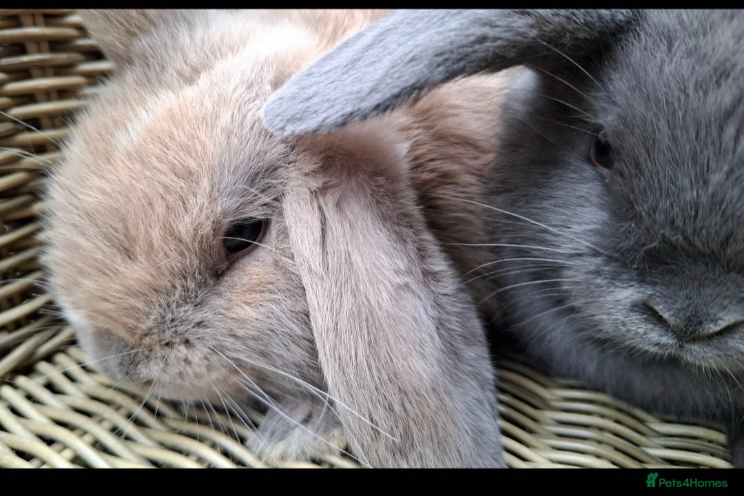 Mini Lop rabbits for sale: Baby mini lops ready to be reserved  - Image 7
