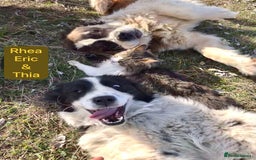 Mixed Breed dogs for adoption: Thia, approx 15 mnths old. Available for adoption  - Image 11