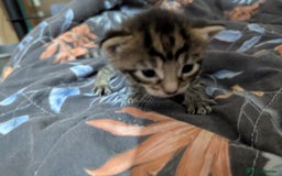 Mixed Breed cats for sale: Tabbies for sale (mixed breed) (8M/1F) - Image 9