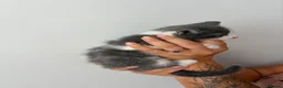 Mixed Breed cats for sale: Beautiful kittens - Advert 31