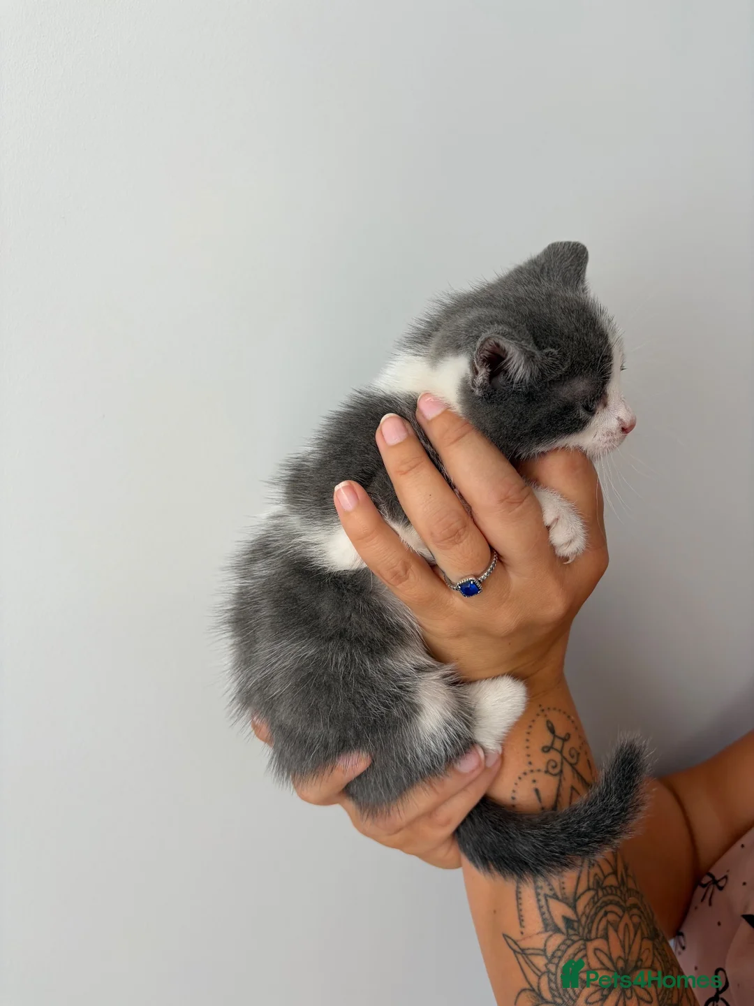 Mixed Breed cats for sale: Beautiful kittens - Advert 31
