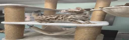 Bengal cats for sale: TICA REGISTERED BROWN ROSETTED BENGAL KITTENS  - Advert 34
