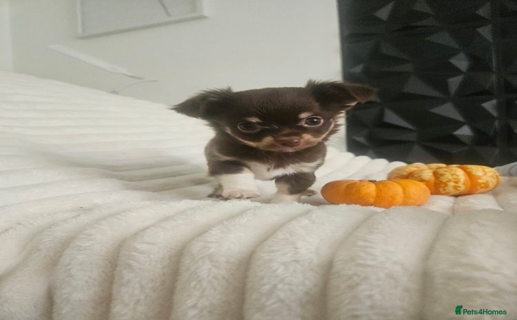 Chihuahua dogs - Advert 2