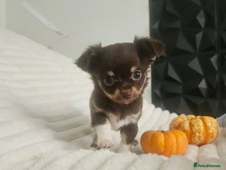 Chihuahua dogs - Advert 7