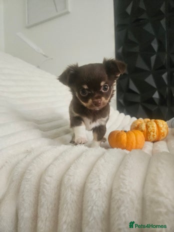 Chihuahua dogs - Advert 2