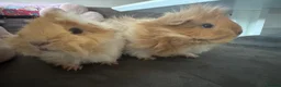 Guinea Pig rodents for sale: Two gorgeous fluffy female piggies  - Advert 7