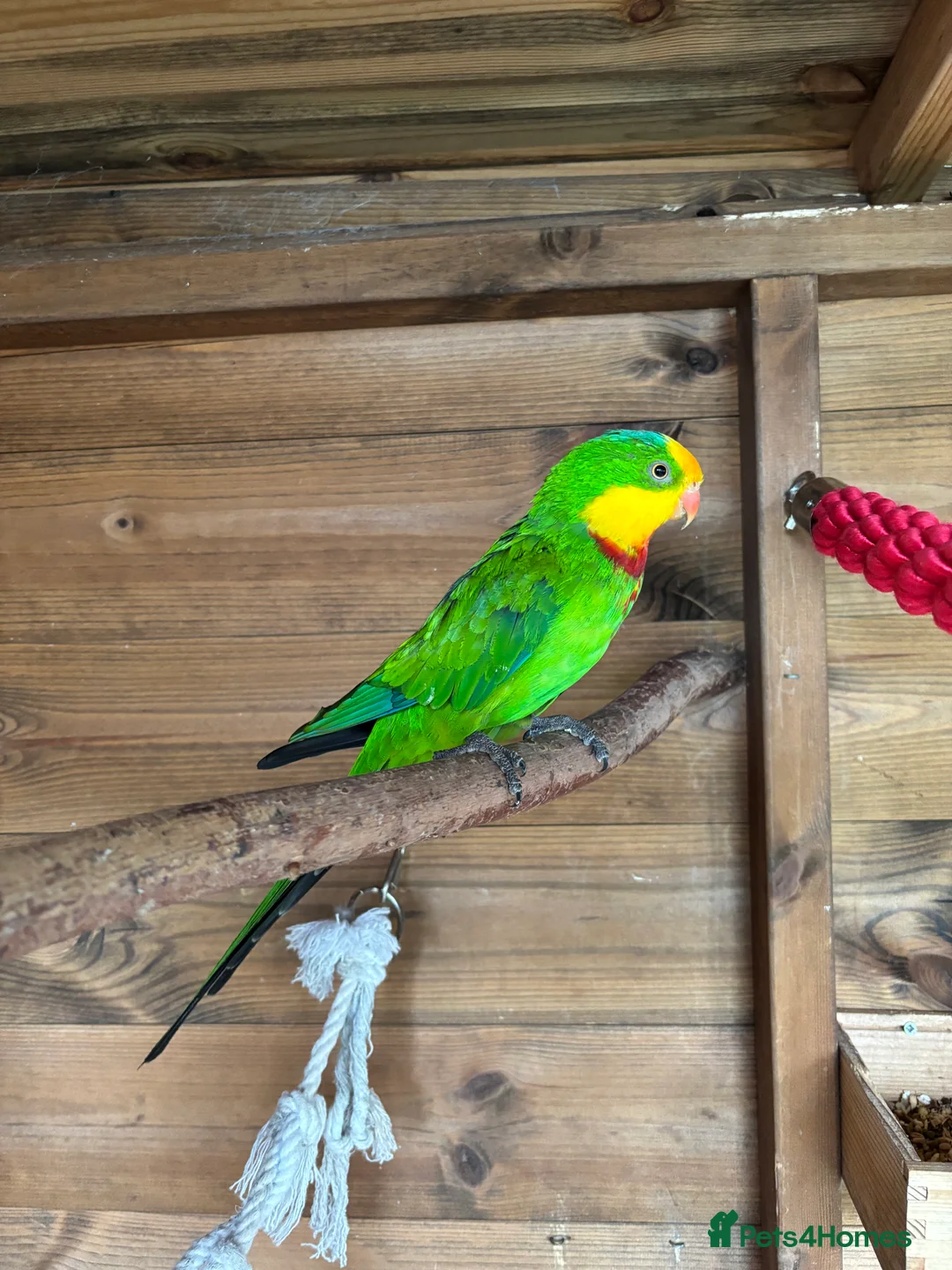 Parrots birds for sale: Rare Australian parrots for sale - Advert 4