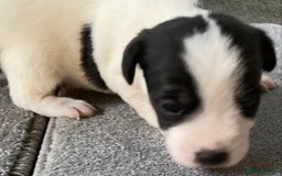 Jack Russell dogs for sale: 6 Jack Russell Puppies  - Advert 22