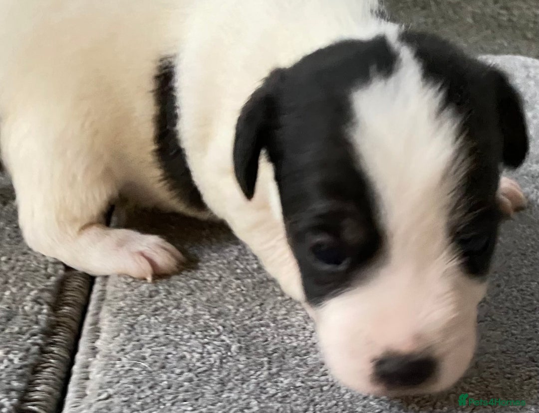 Jack Russell dogs for sale: 6 Jack Russell Puppies  - Advert 22
