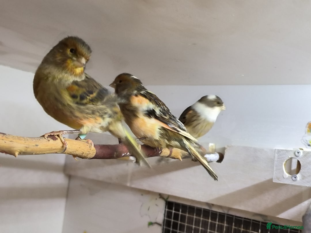 Canaries birds for sale: 5 beautiful 2025 canaries  - Advert 8