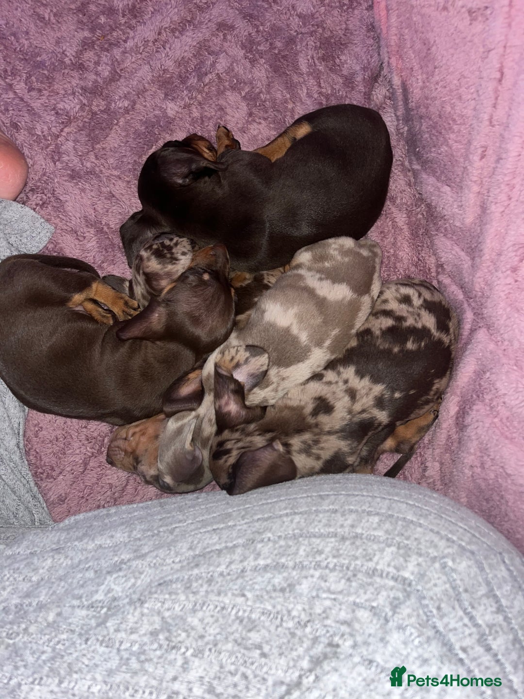 Dachshund dogs for sale: Beautiful miniature dachshunds  - Image 17