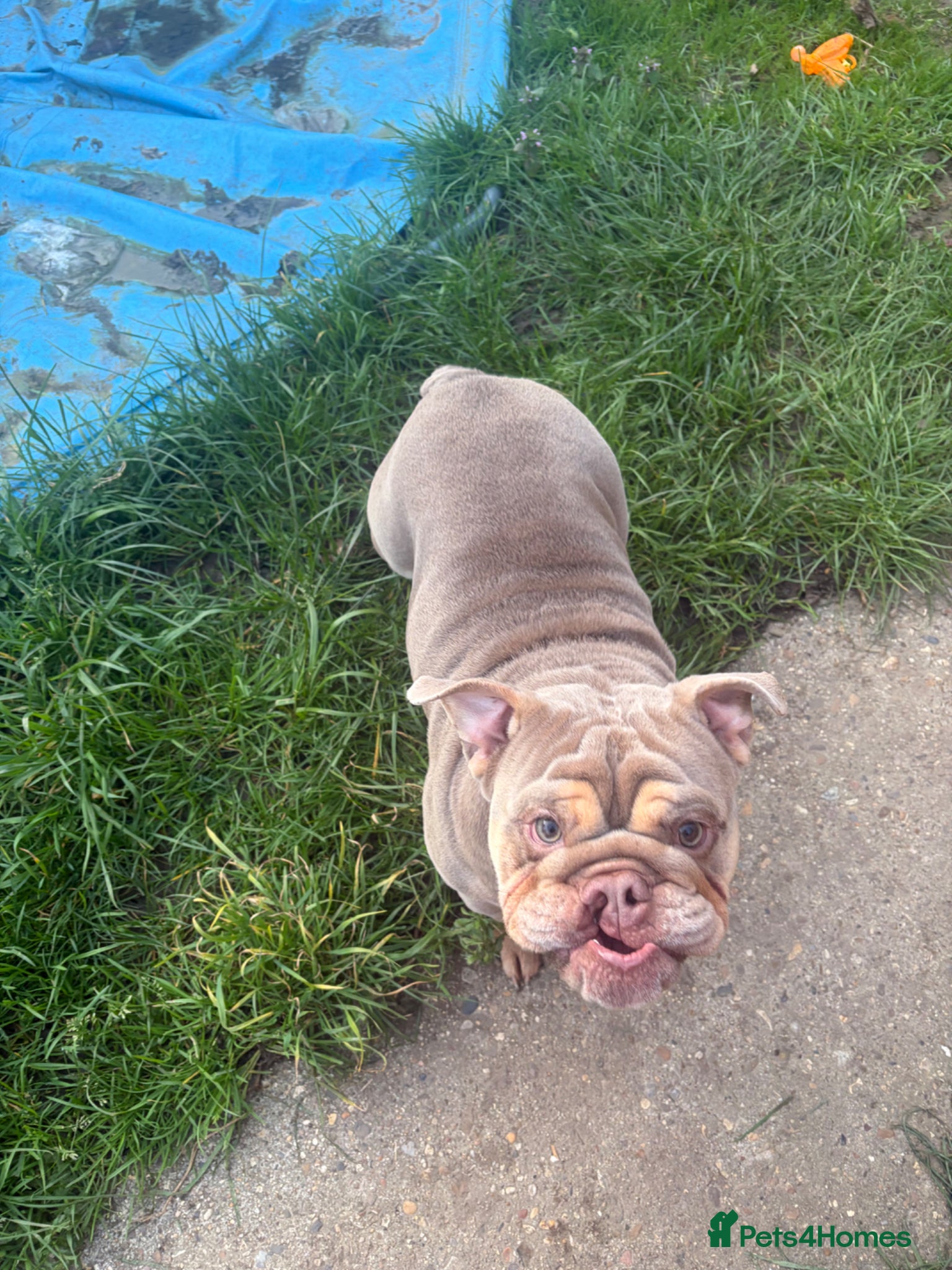 English Bulldog dogs 1 year old English bulldog - Advert 1