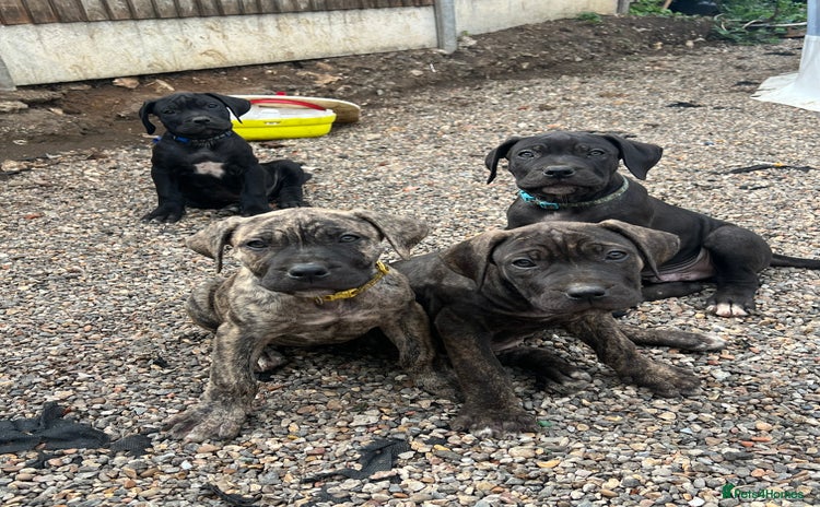 Cane Corso dogs - Advert 1