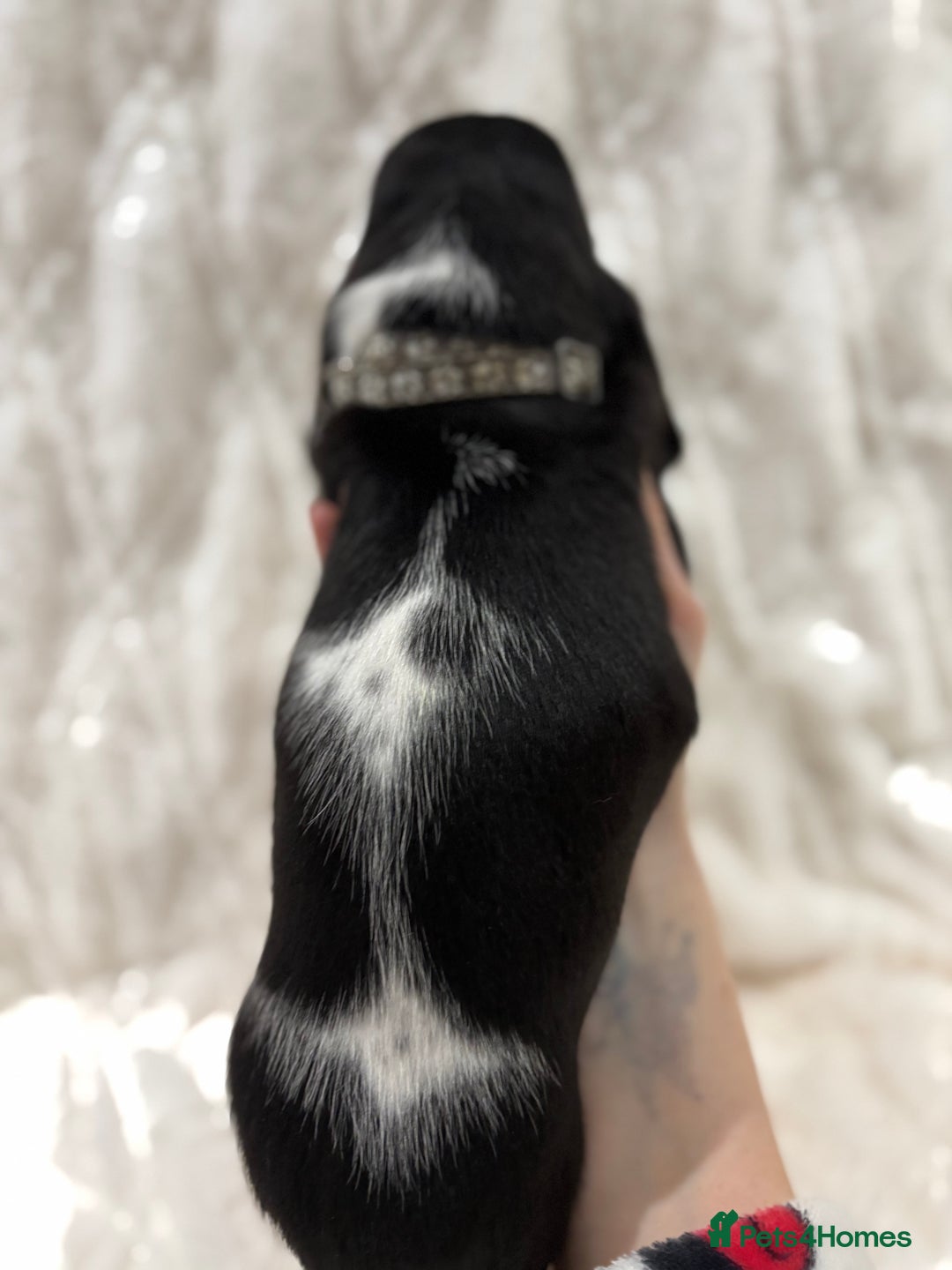 Basset Hound dogs for sale: Bassett hound puppies  - Advert 12