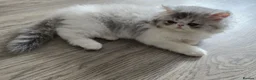 Persian cats for sale: Persian Kittens Extreme Punch Face – Bi-Color GCCF - Advert 26