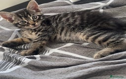 Mixed Breed cats for sale: Mixed breed adorable kittens in Waltham Cross - Image 20