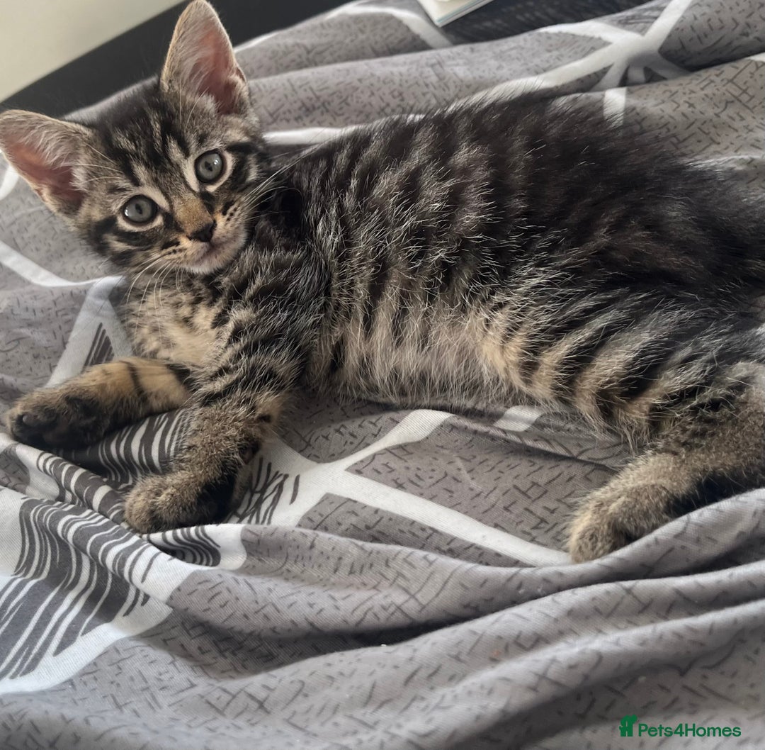 Mixed Breed cats for sale: Mixed breed adorable kittens in Waltham Cross - Image 20