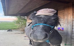 Dartmoor horses for sale: Flint aka Leightor Crumpet  - Image 6