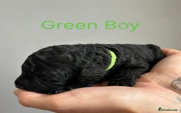 Cockapoo dogs for sale: 🐾 Gorgeous F2 Cockapoo Puppies for sale 🐾  - Image 7